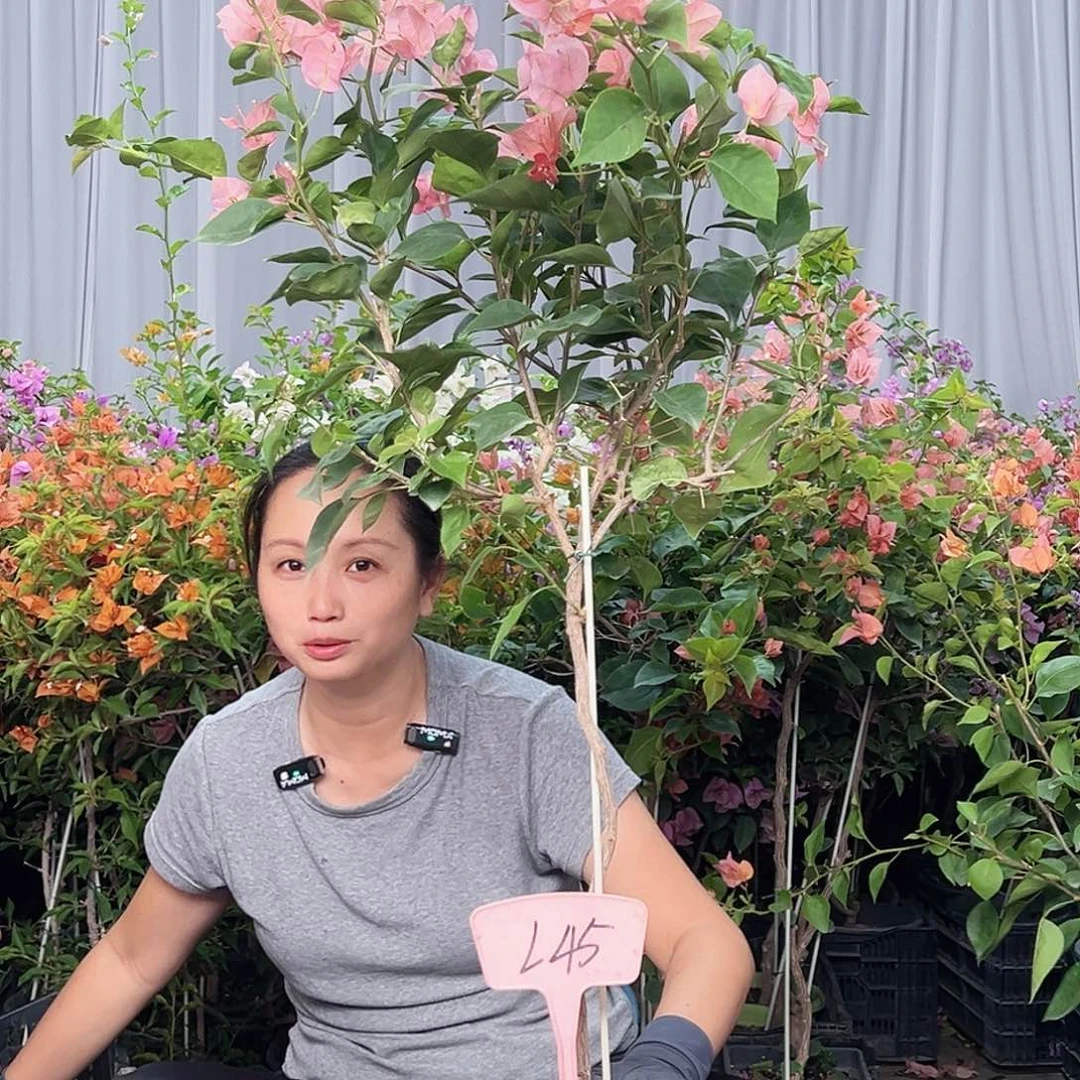 t***蜜当前无花栽培后可以开花L45不甜西瓜