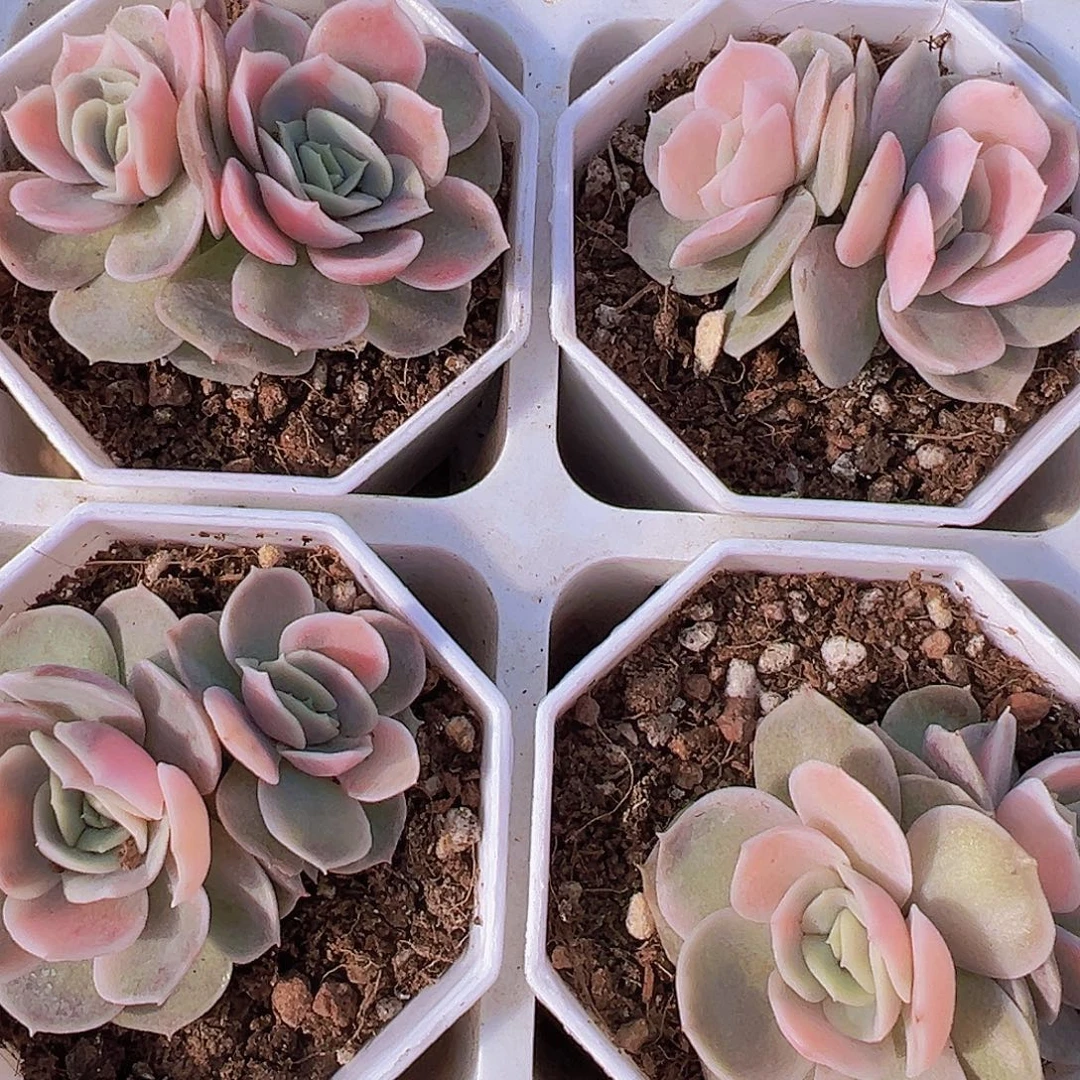 双头蓝色惊喜锦19包邮