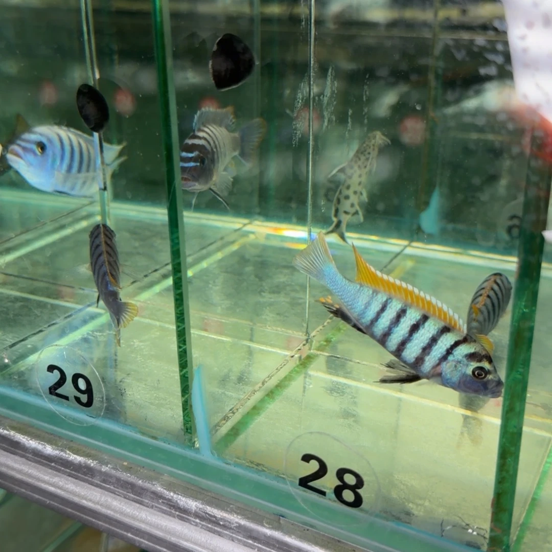 叮***儿海水鱼杰罗椒专拍