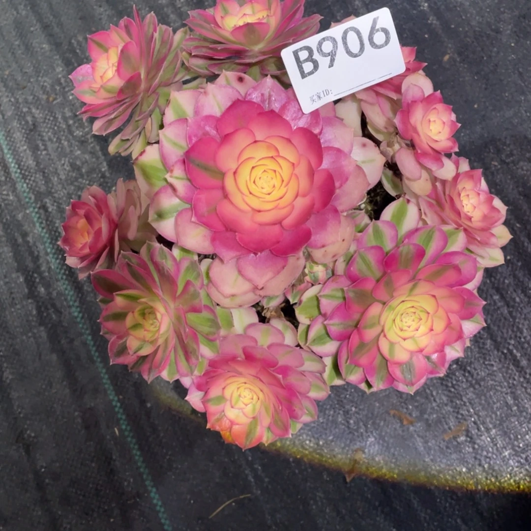 倾城法师。     906