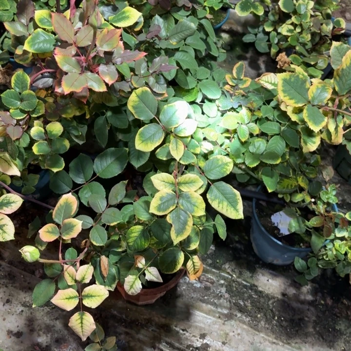 无花朵芭蕾舞度假屋
