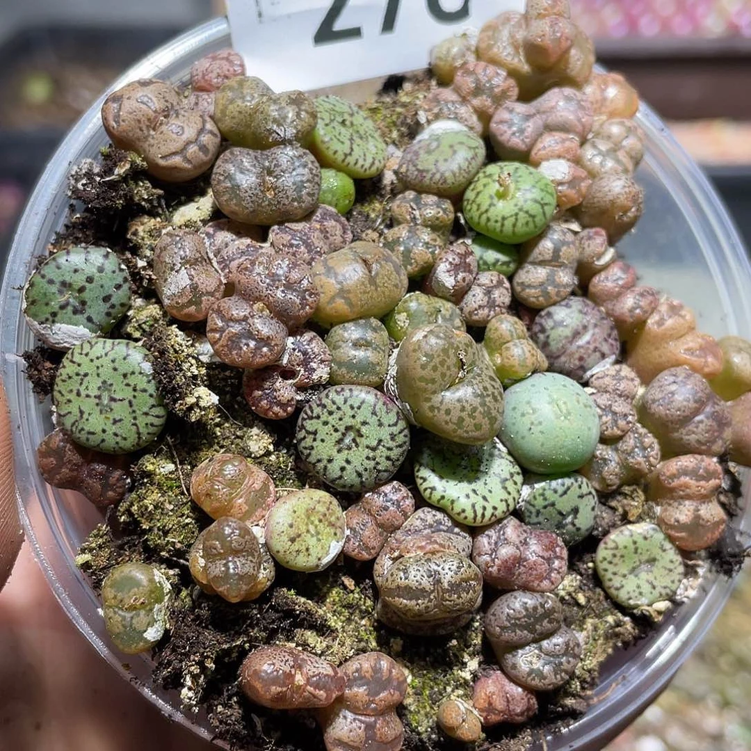 278当天凑满十八元包邮生石花