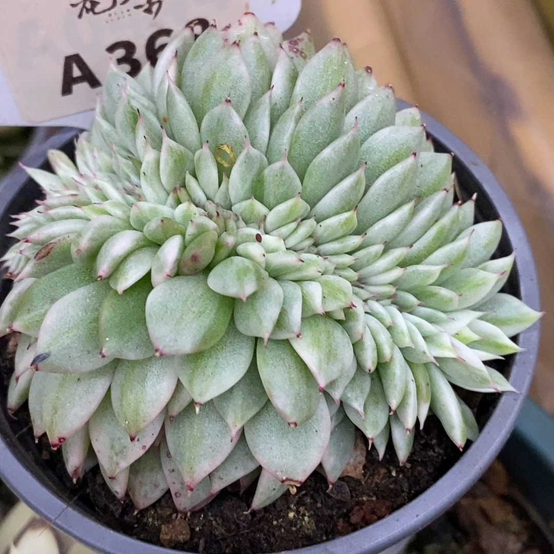 368哈哈哈哈哈哈哈哈