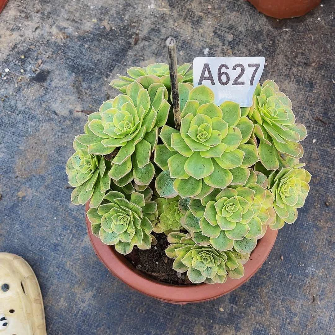 自*奶白627福利拖土