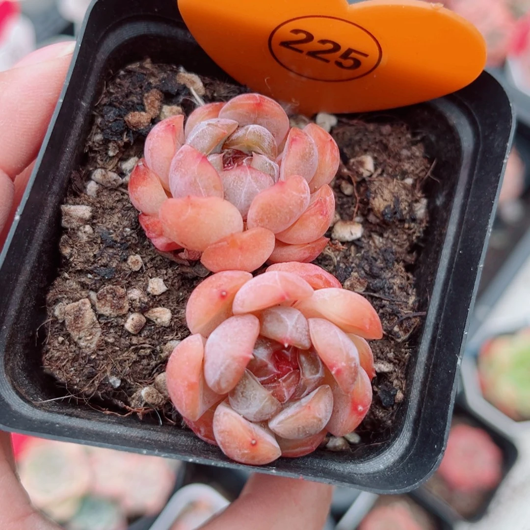 225号小老桩红恋双头