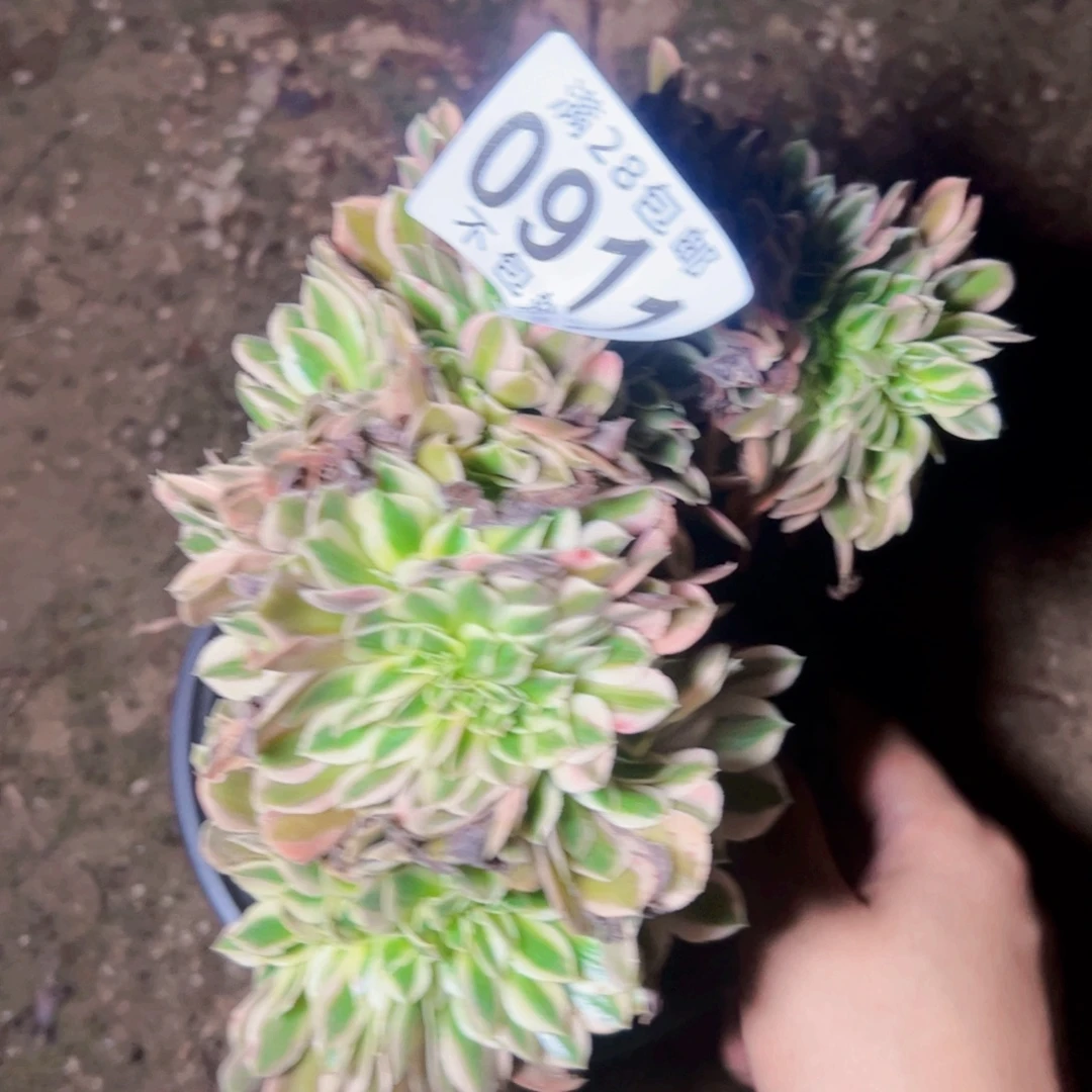 女郎多肉植物法师0911