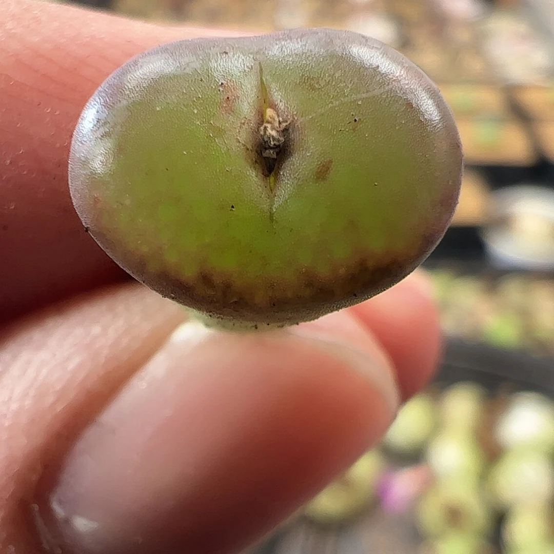 一物一拍。       716