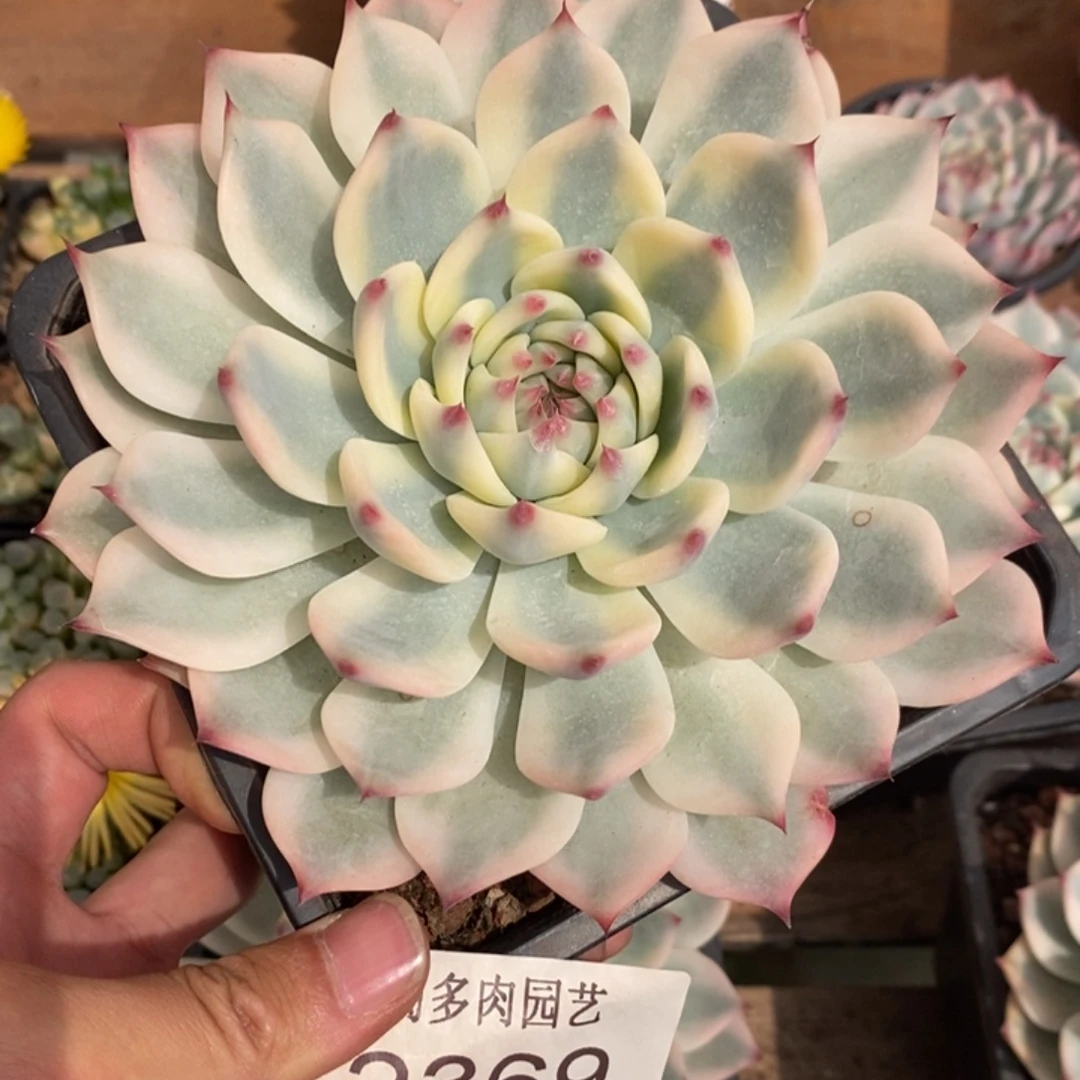 吉娃娃锦多肉植物2369