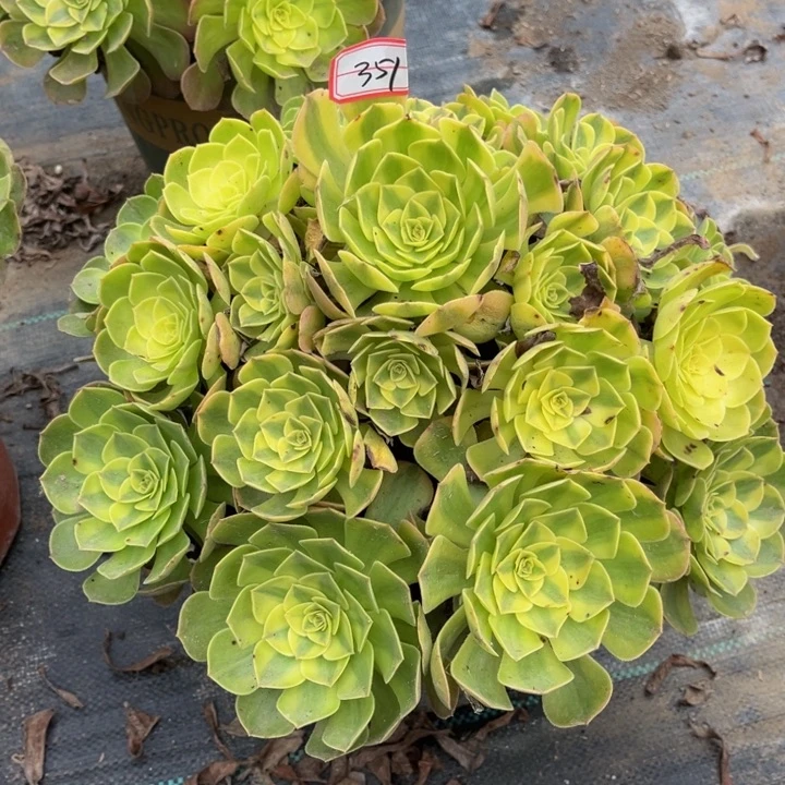 351雨荷多肉植物法师