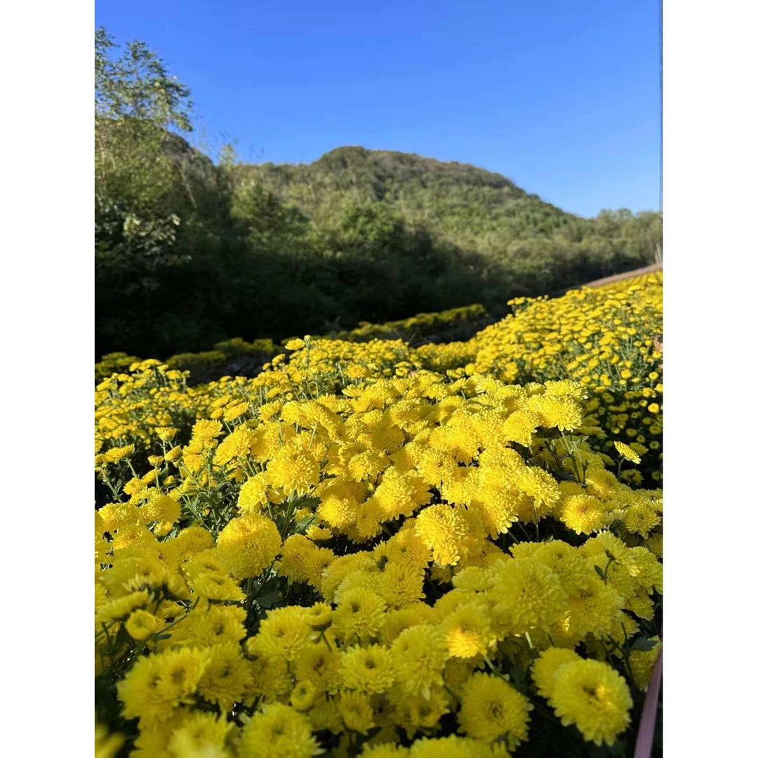 高山生态婺源皇菊