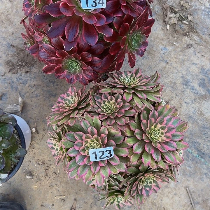 雪*༃134.123安娜➕糖果粉黛多少法师