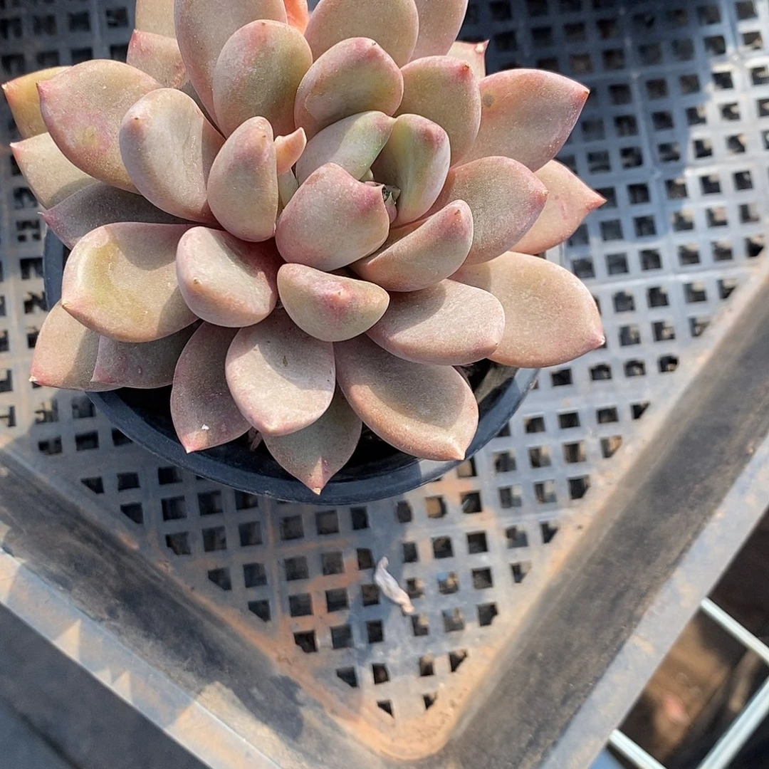 潮*仔单头象牙1颗多肉植物
