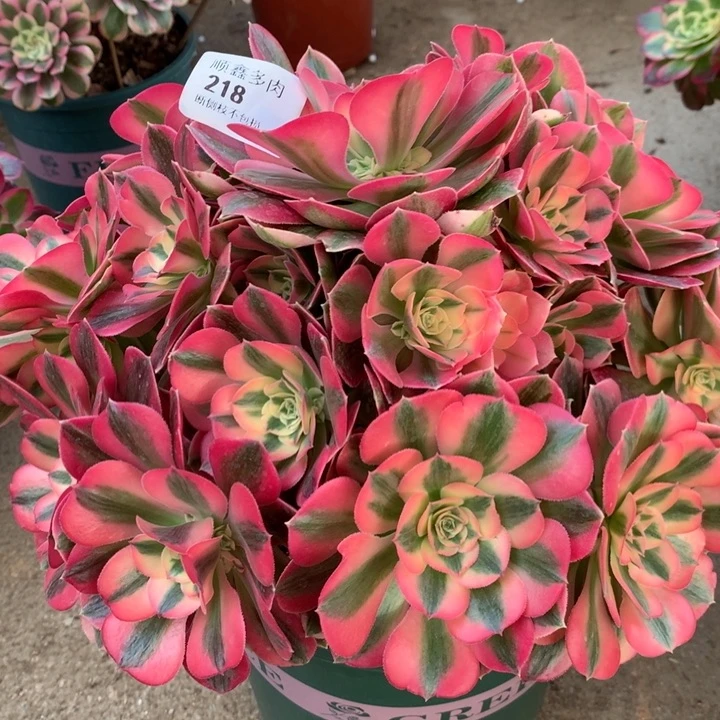 218粉女巫多肉植物