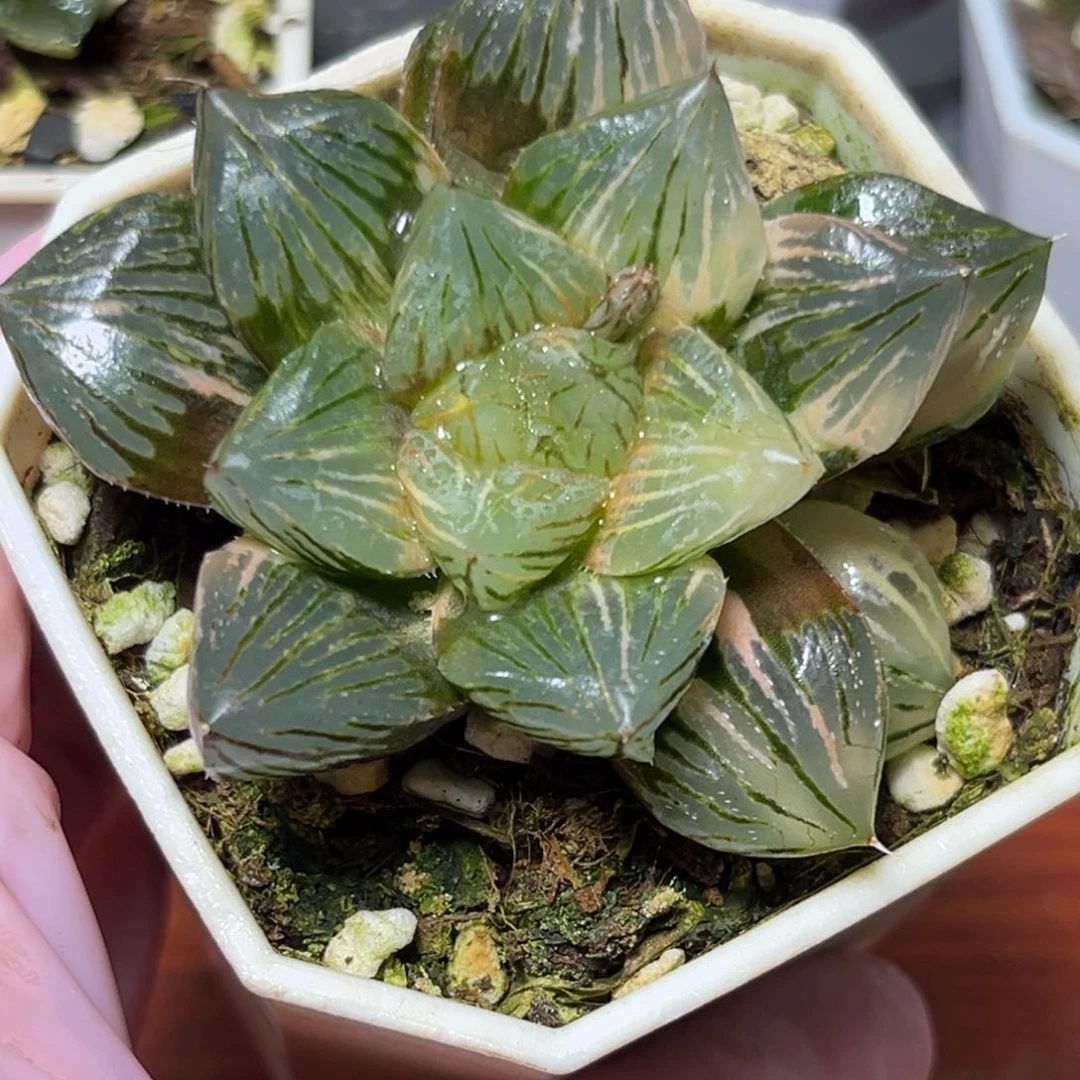 恭喜发财大吉大利940