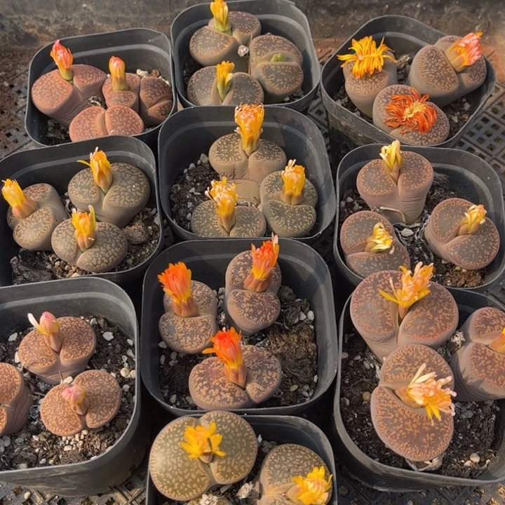 三头日轮888888888