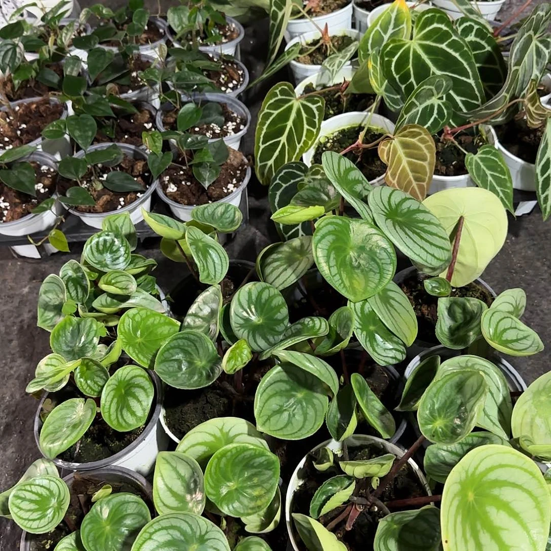 完全开放水晶花烛➕新品胡椒➕麒麟瓜（不包损，有伤）