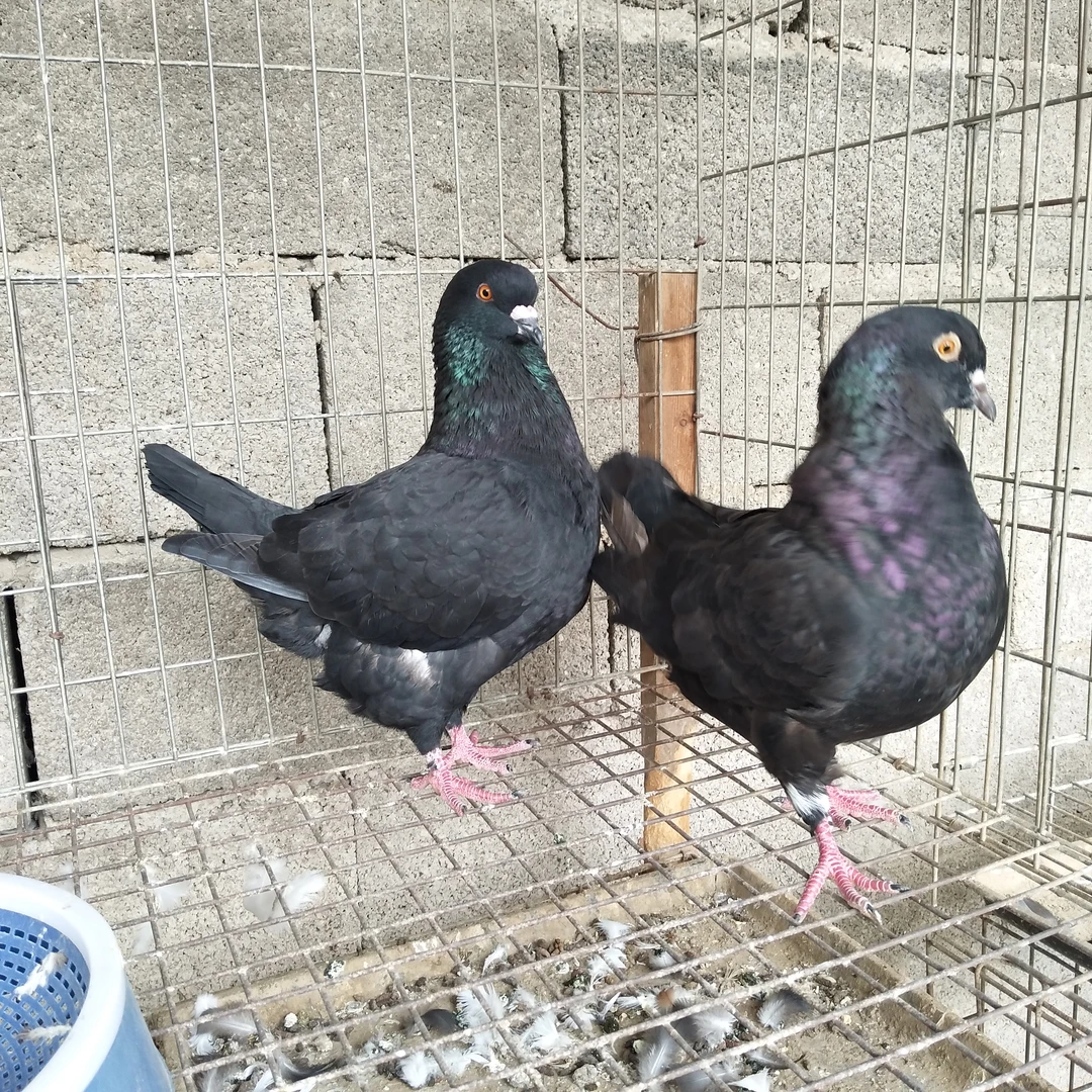 大体黑色元宝圆环鸽 【直播专享】