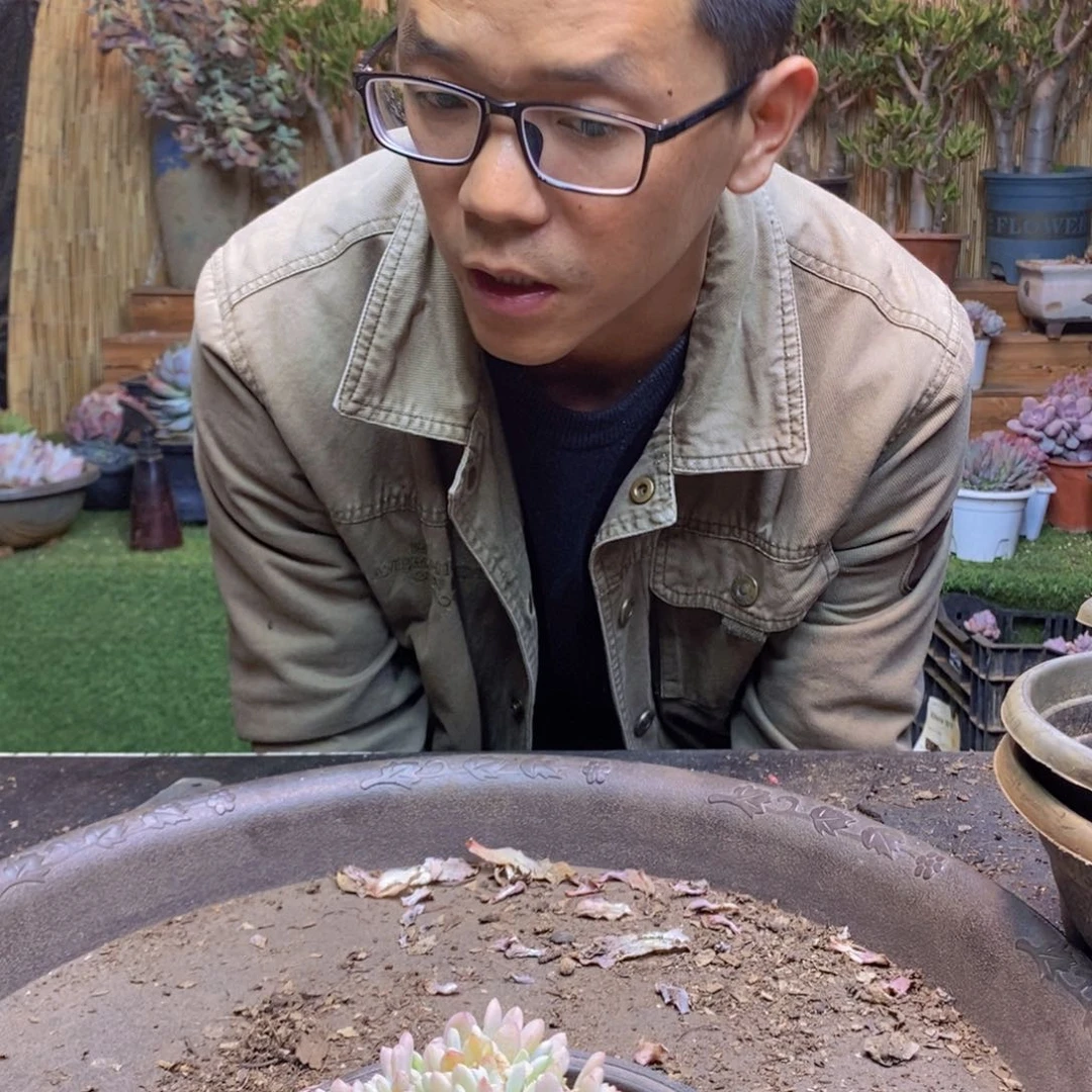 隔**庄211号秋之霜缀化