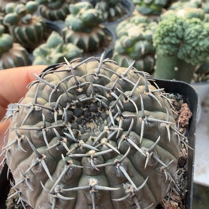 无花朵327实生刺球