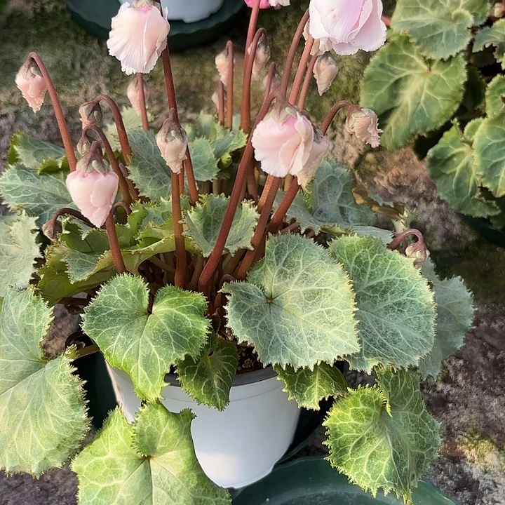 完全开放水粉玫瑰