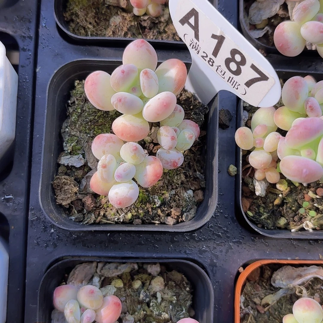 A187苹果奶一物一拍