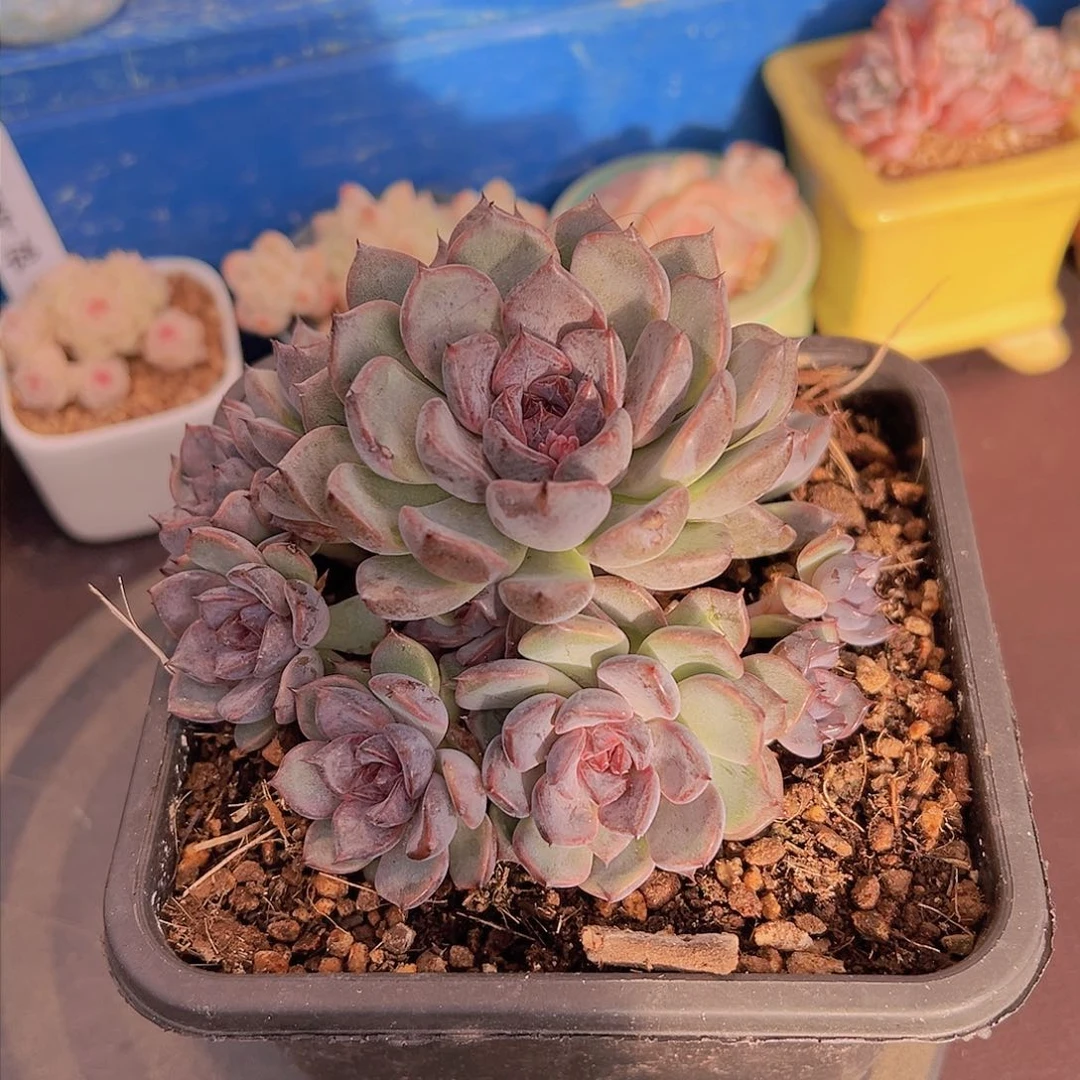 布**寳黑曜石，多肉植物，