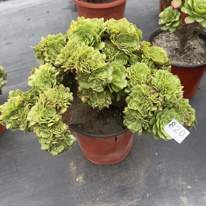 元***子多肉植物提取820绿缀