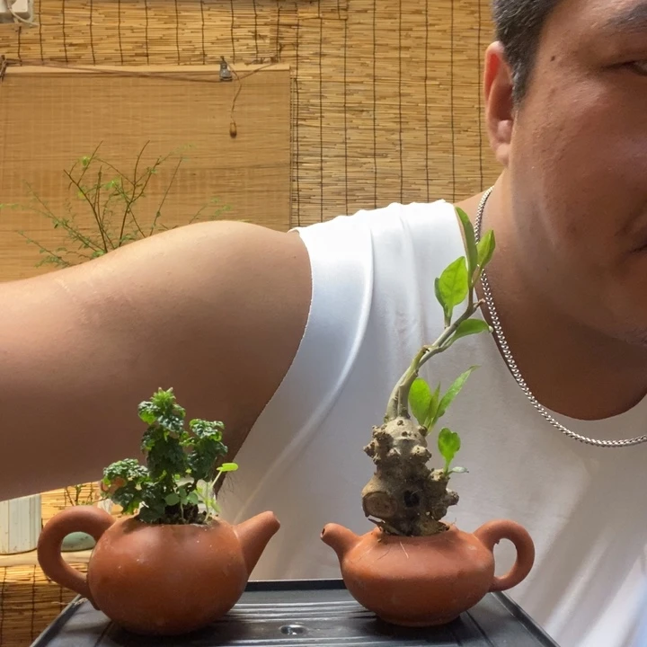 啊**选一物一拍所见即所得584