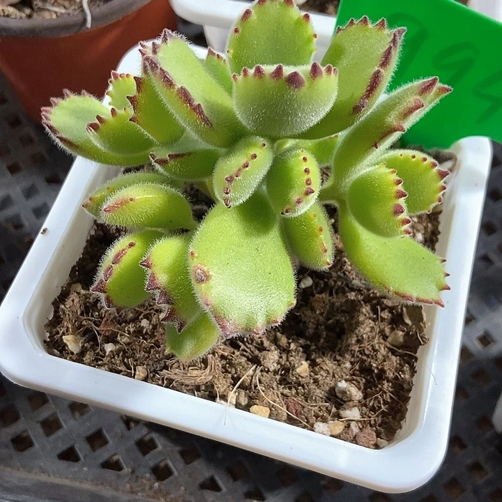 多肉植物994多肉