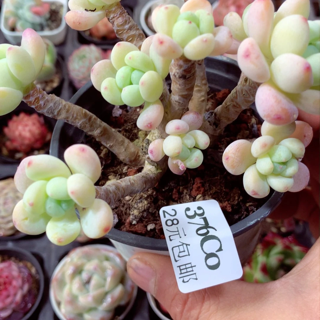 5厘米精控多肉376