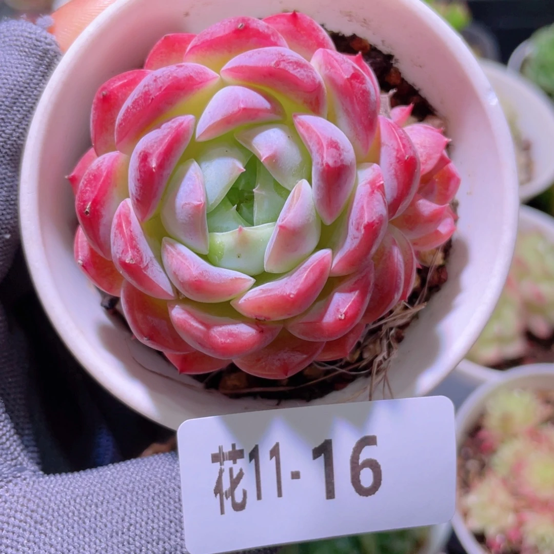 花利美 11-16新品