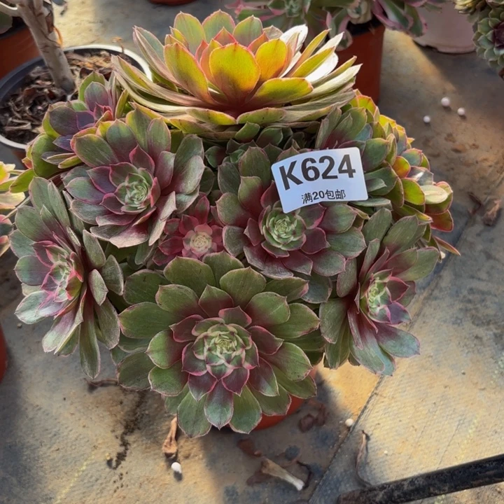 瑞妈，，。。。。624莲花座，