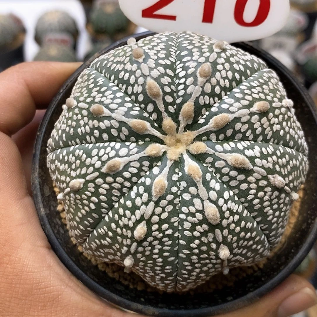 210奇迹福利特价来了