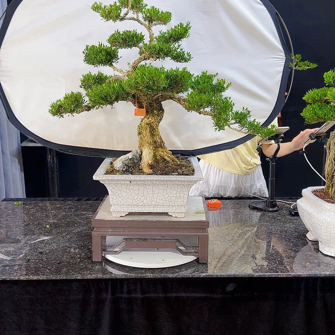 无花朵来*高端黄杨产品系列