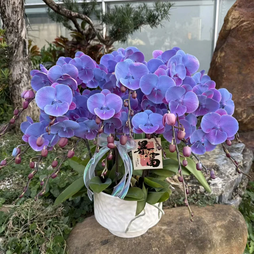 蝴蝶兰 《曼哈顿》稀缺小众新品种 真花 室内花卉 稀缺工艺植物上色