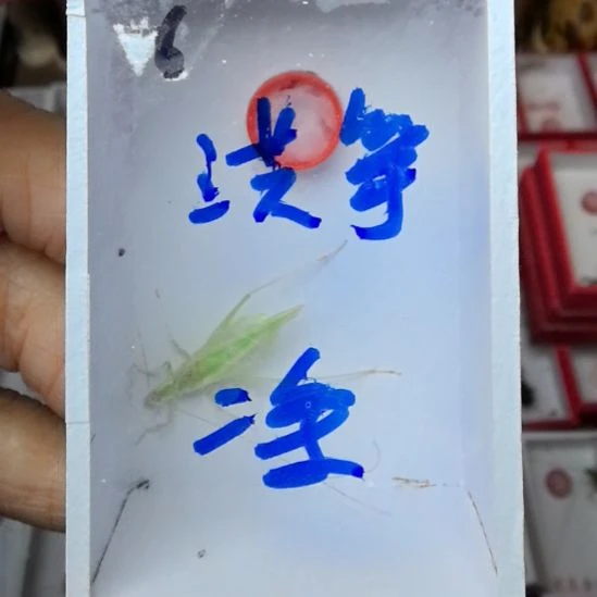 蟋蟀保定青竹宽翅二条