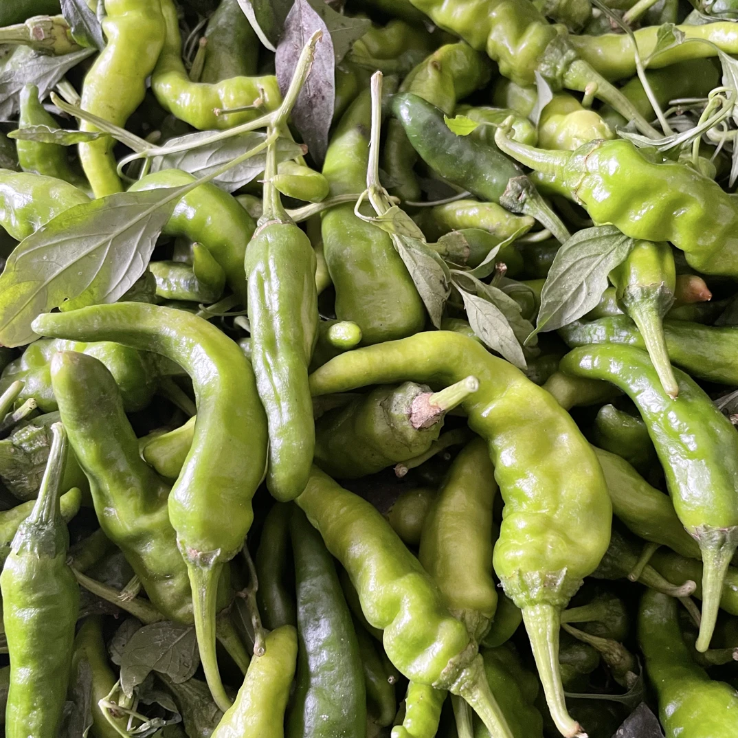 隆回本地秋辣椒高山农家肥种植2斤/3斤/5斤装品种混合