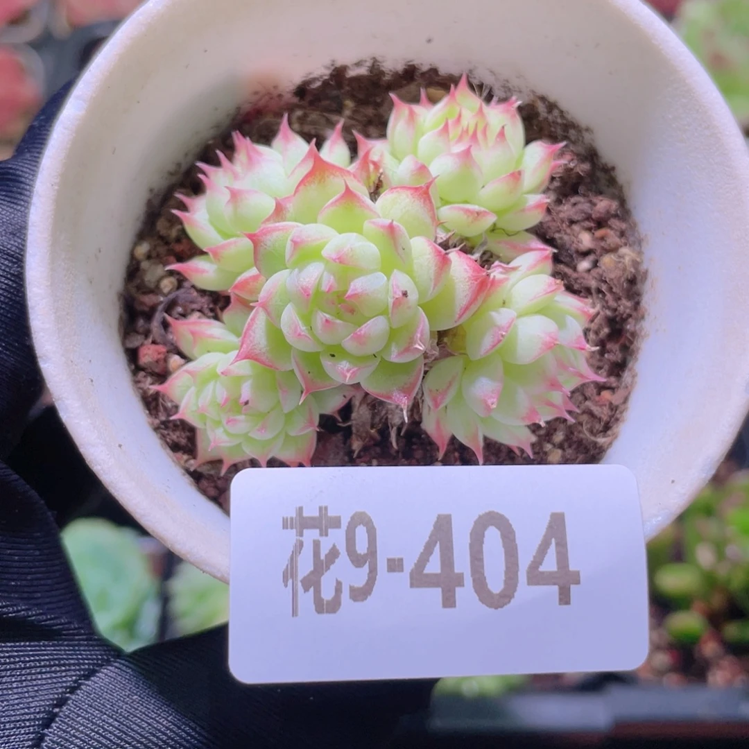 花利美9-404海王群