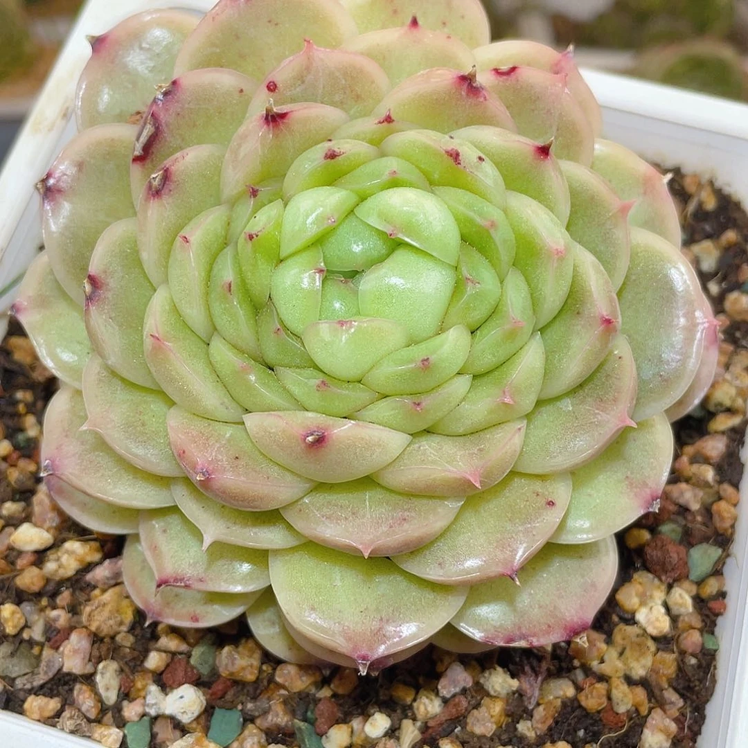 482翡冷翠母本哈哈哈