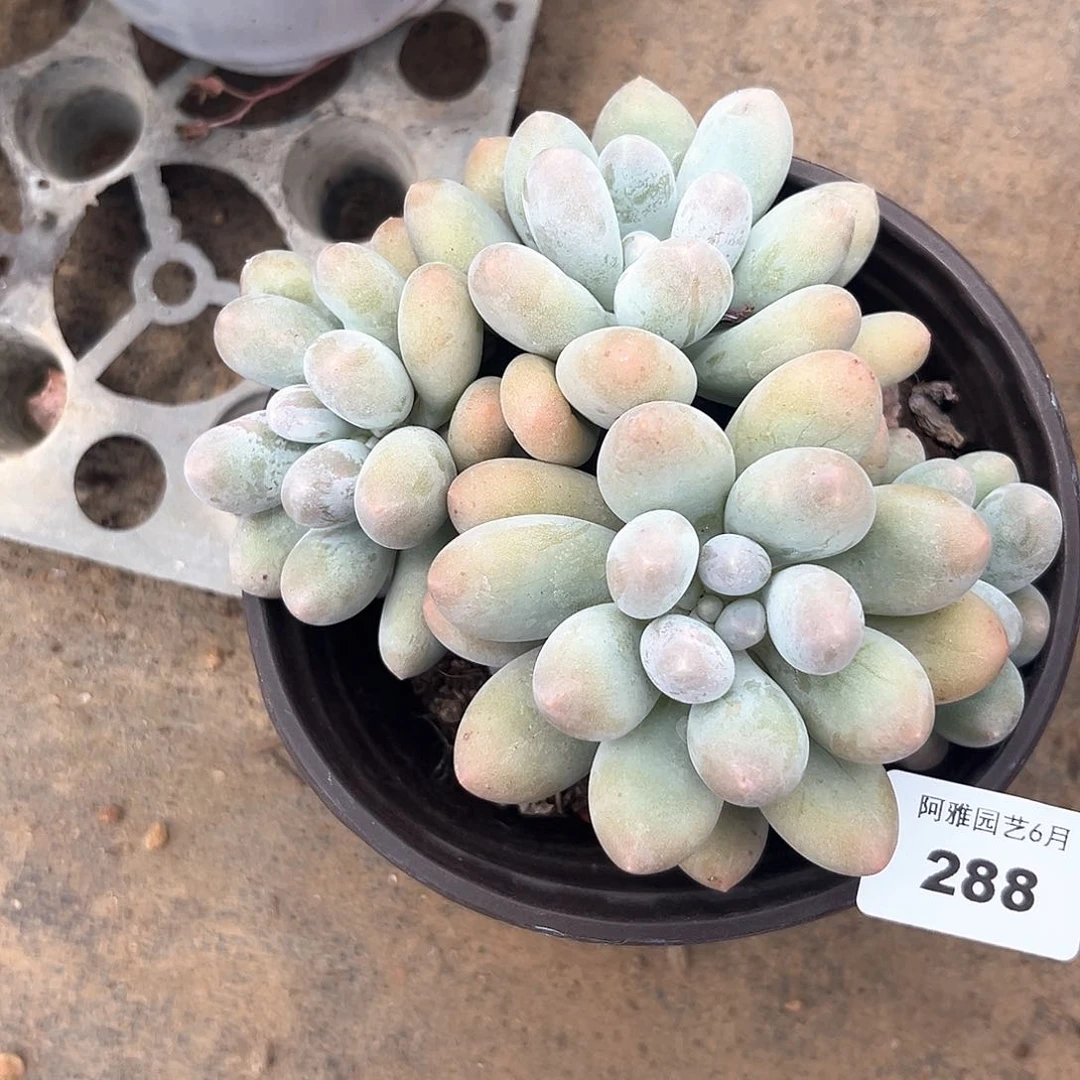 阿雅园艺。   288汤圆