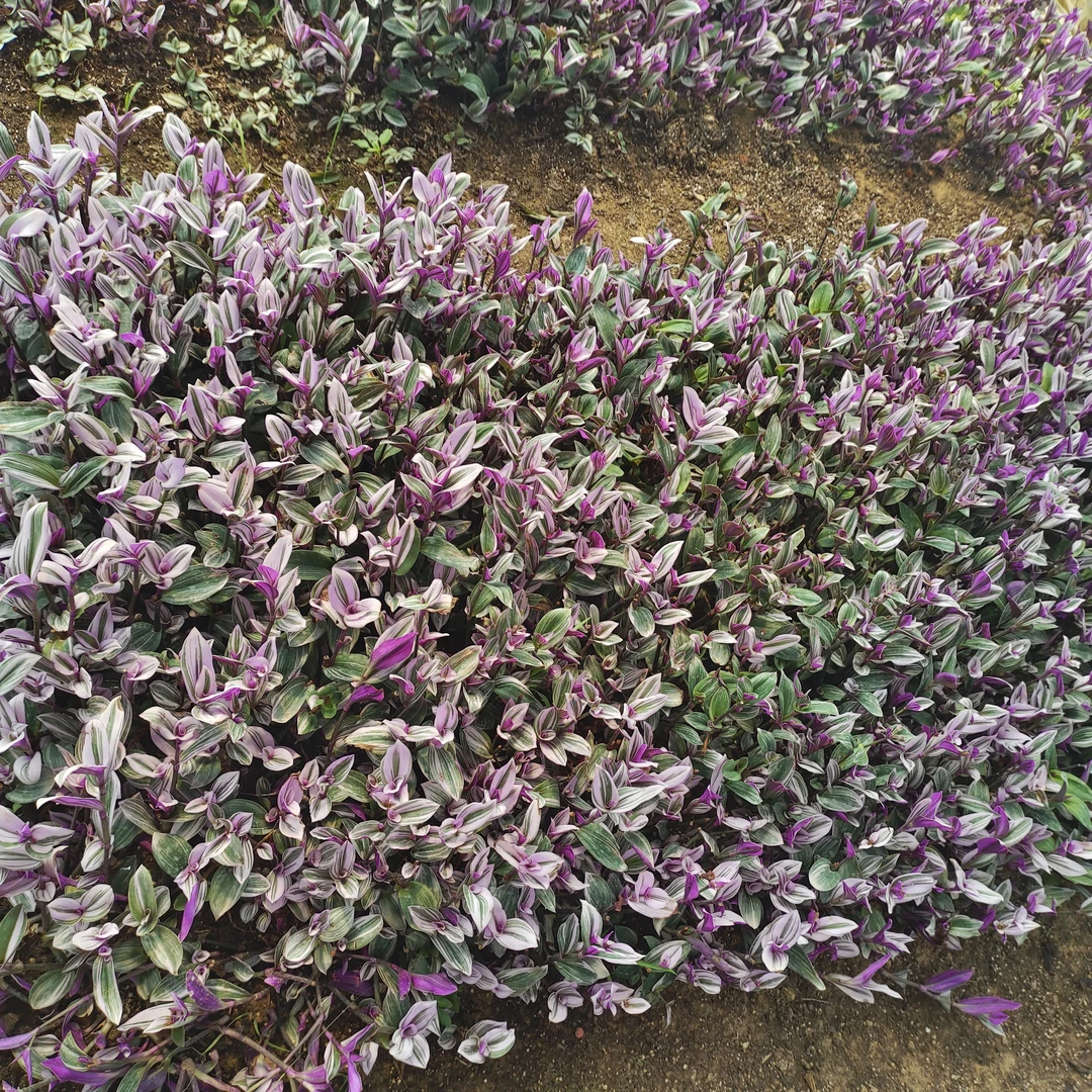 扦插水培专用油画枝条（30棵)绿植