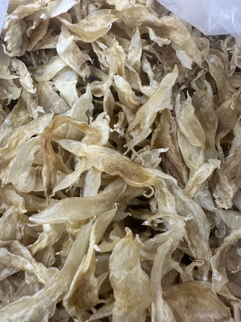 野小北海公胶鳘鱼胶