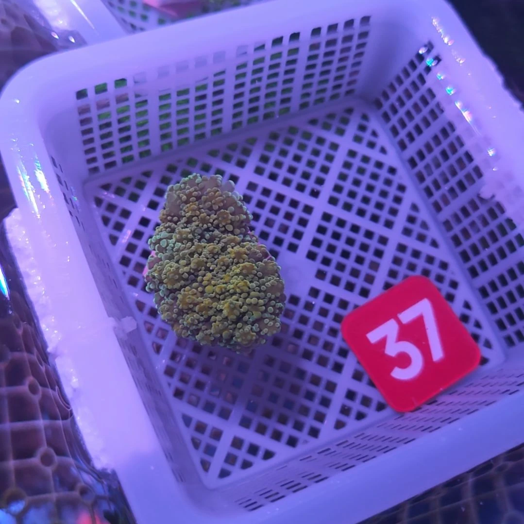 中国大陆37 号加钱换货