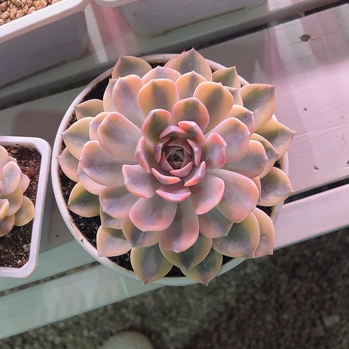 汉堡金大单头多肉