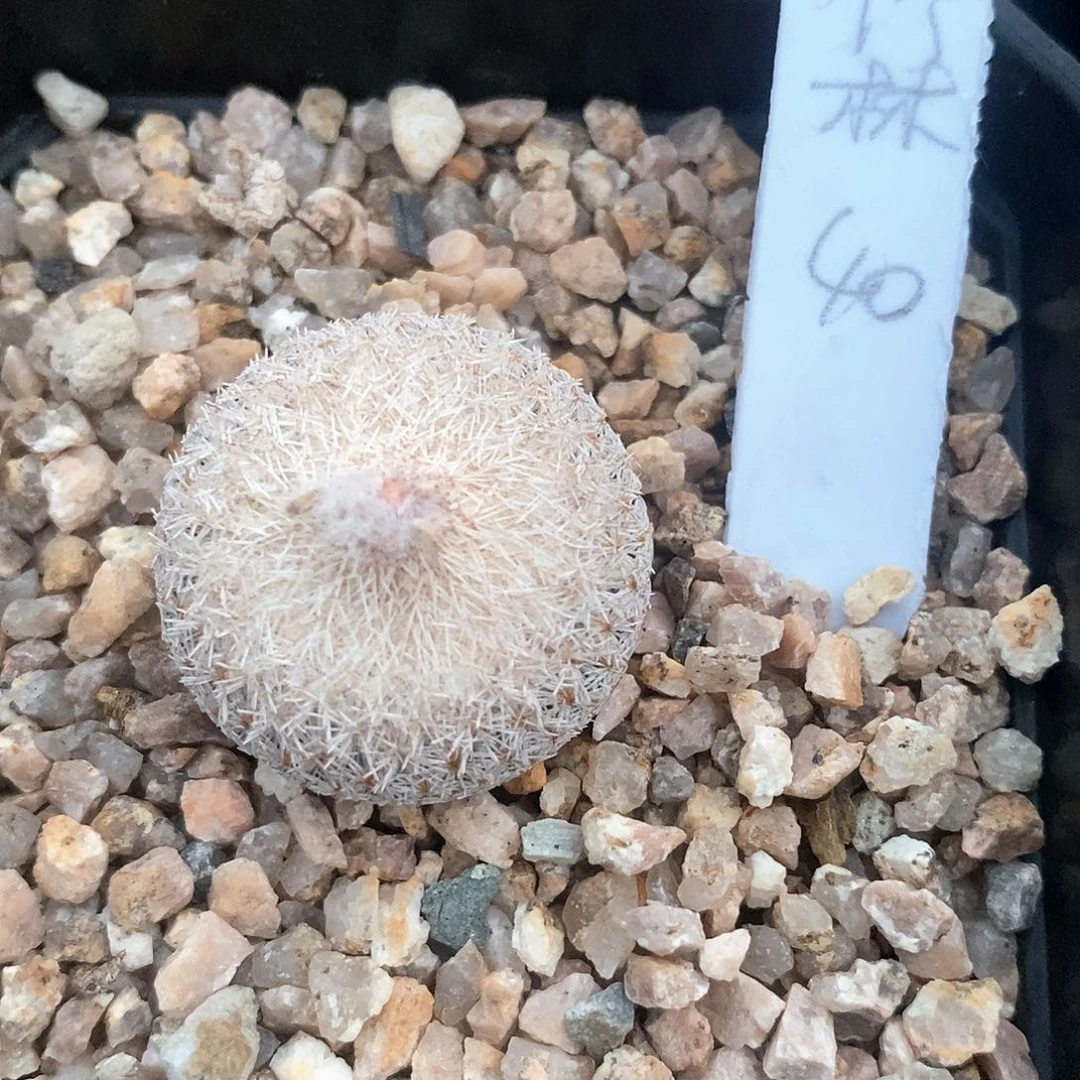 竹***火土土土花花花花花花花花