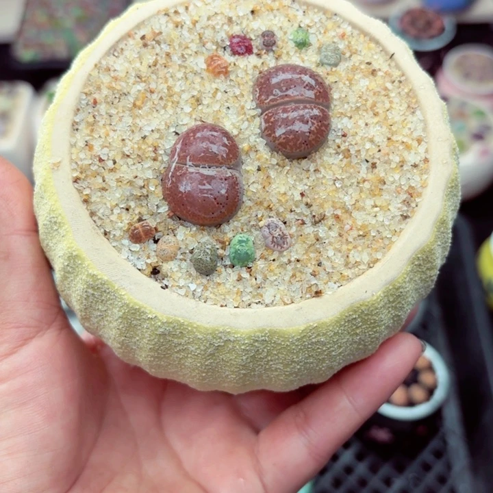 132零下地区记得拍保温箱