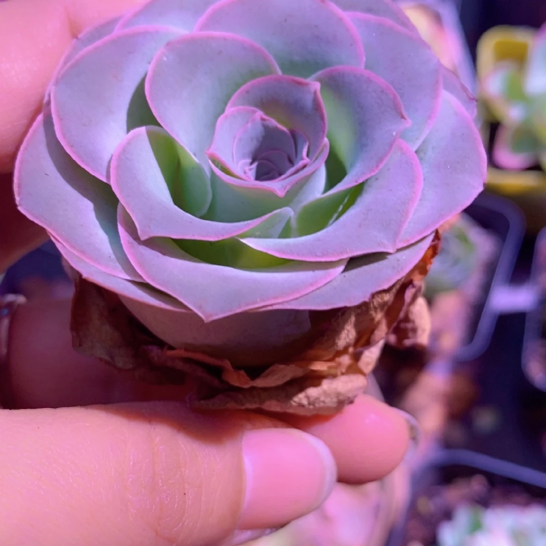 山地玫瑰下播福利一物一拍522蔷薇