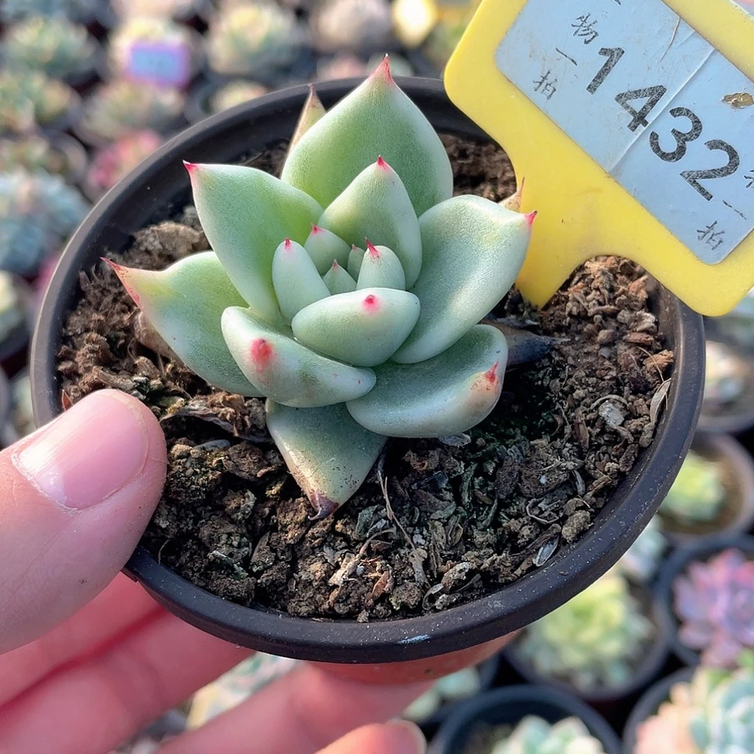 乌木杂锦1432号多肉