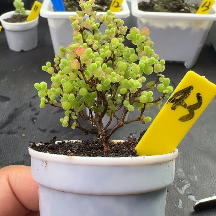 43号彩色蜜橘 一物一拍