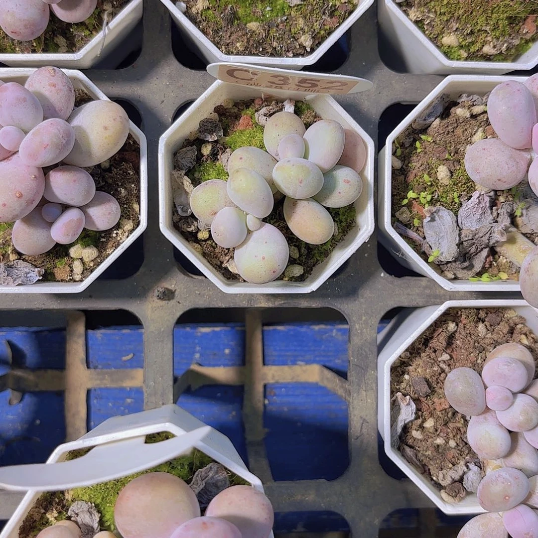 C352奶酪一物一拍